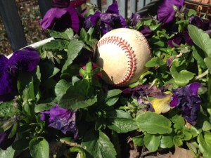 frances aylor money grab