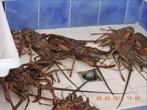 st martin odds madness march