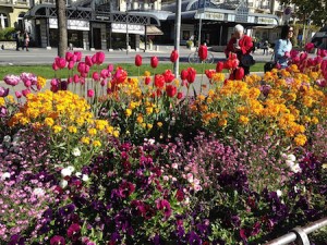 interlaken flowers