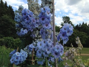 downton abbey highclere castle