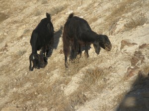 frances aylor holy land