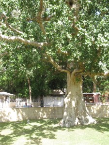 frances aylor holy land