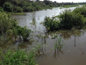 amazon plants brazil