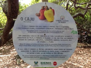 largest cashew tree brazil