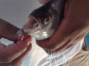 piranha teeth brazil