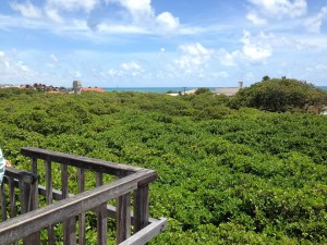 largest cashew tree brazil