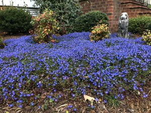 georgia blue veronica