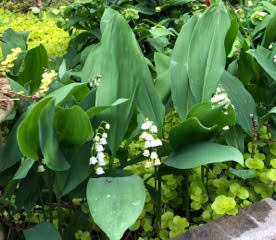 lily of the valley and creeping jenny