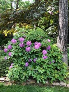 rhododendron
